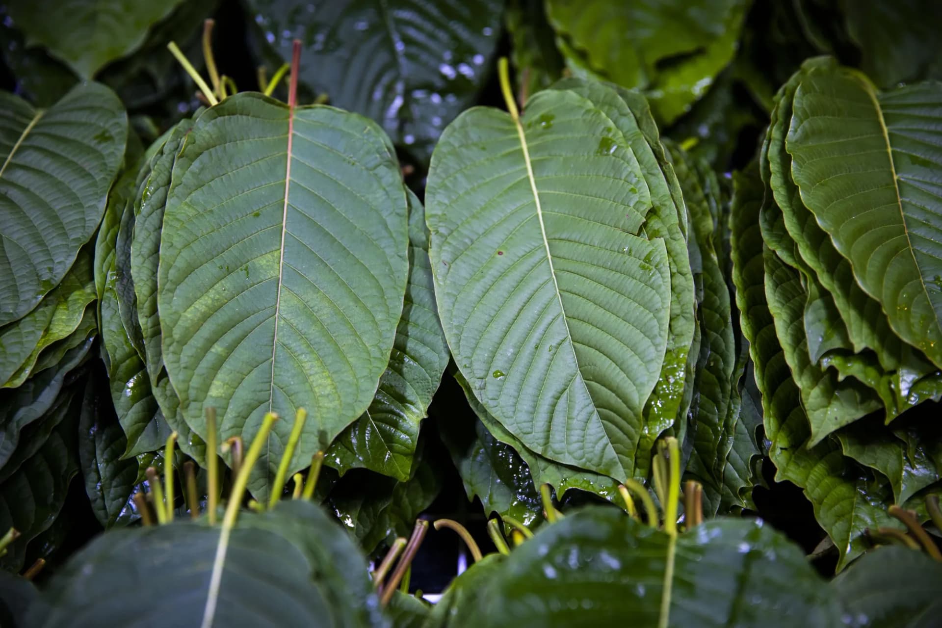 Natural Kratom Tea Thailand – Pure Wellness in Every Sip