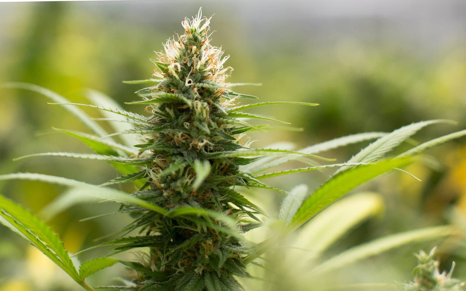 Cannabis Club Valencia – Guided Access by Clubs Cannabis Madrid
