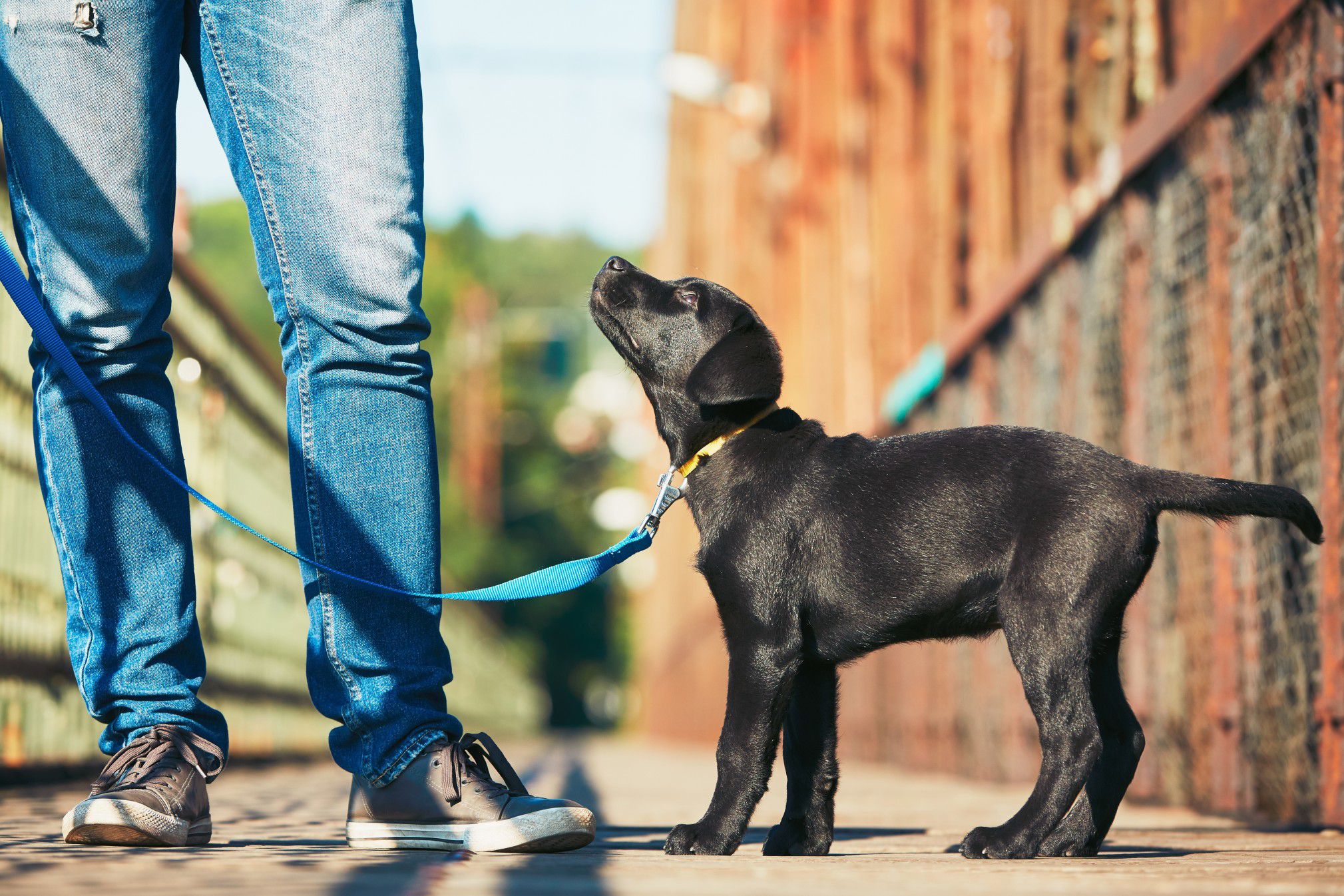 Professional Canine Coaching Phoenix: Expert Guide